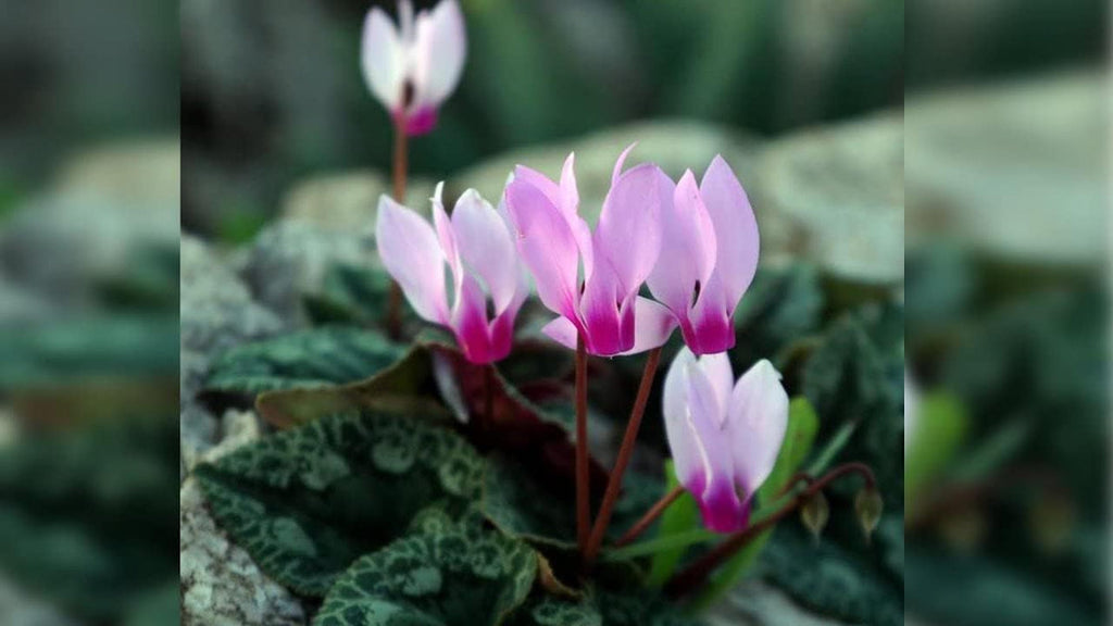 Premium Lavender Cyclamen Flower seeds for Planting Fragrant Blossoms, Heirloom & GMO Free Seeds for Home Garden seeds