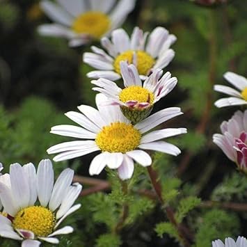 Anacyclus Pyrethrum Flower seeds for Planting Garden Favorite, Heirloom & GMO Free Seeds for Home Garden seeds for planting