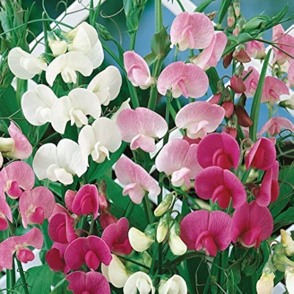 Lathyrus Odoratus Flower seeds for Planting Wildflower Mix, Heirloom & GMO Free Seeds for Home Garden vegetable and garden seeds
