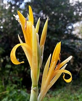 High quality Yellow Achira Flower seeds for Planting Wildflower Mix, Heirloom & GMO Free Seeds for Home Garden seeds pack