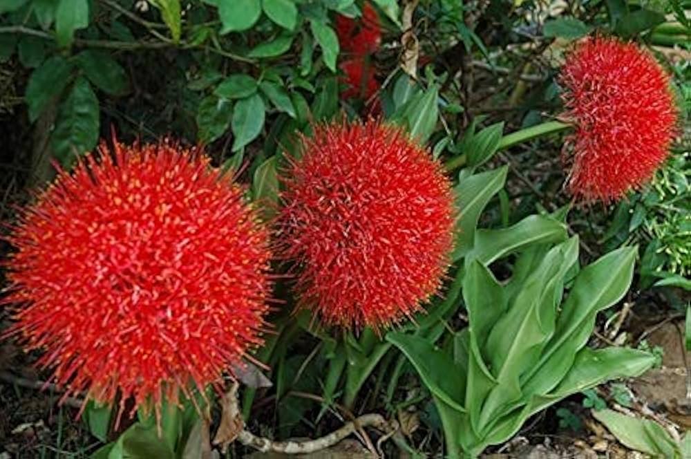 Red Greyia Sutherlandii Flower seeds for Planting Long Bloom Season, Heirloom & GMO Free Seeds for Home Garden vegetable and garden seeds