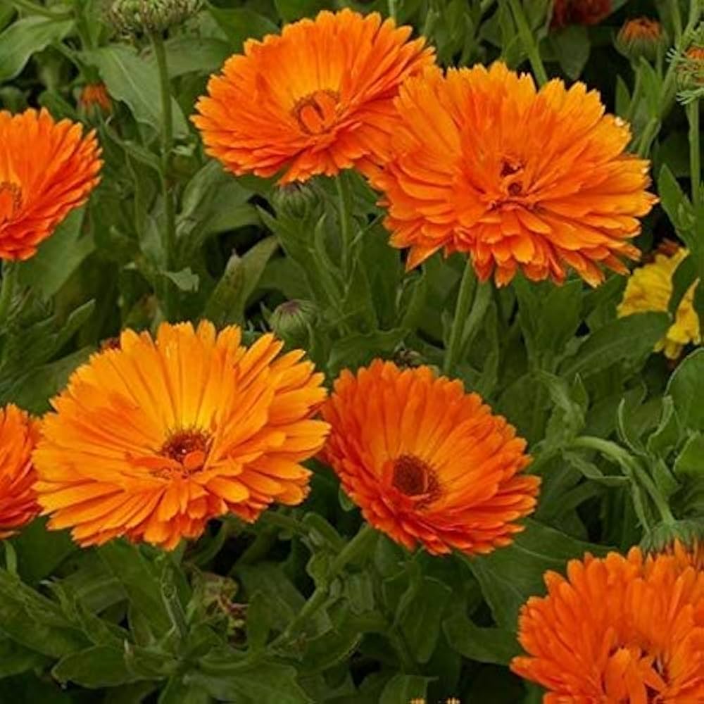 High quality Red Calendula Flower seeds for Planting Colorful Display, Heirloom & GMO Free Seeds for Home Garden seeds pack