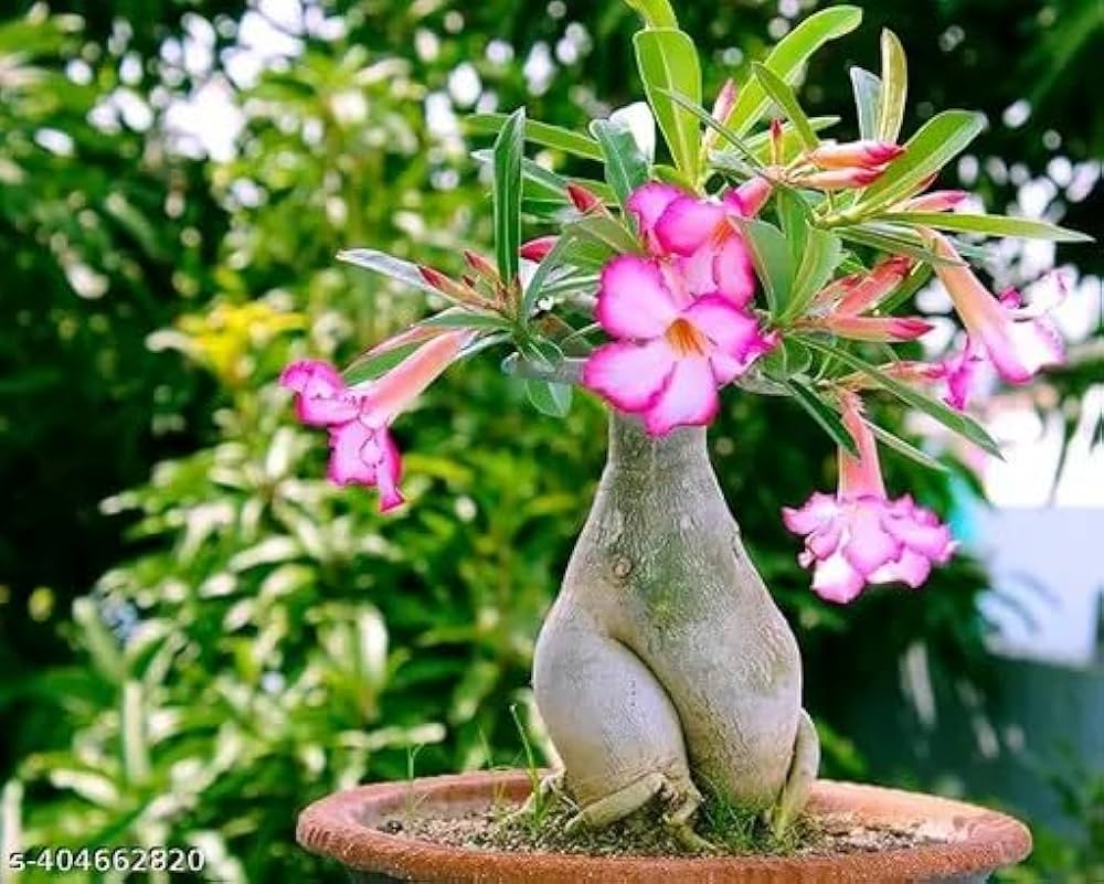Heirloom Caudex Flower seeds for Planting Perfect for Borders Heirloom & GMO Free Seeds for Home Garden