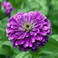Deep Purple Zinnia Flower seeds for Planting Compact Growth, Heirloom & GMO Free Seeds for Home Garden Sale seeds for planting