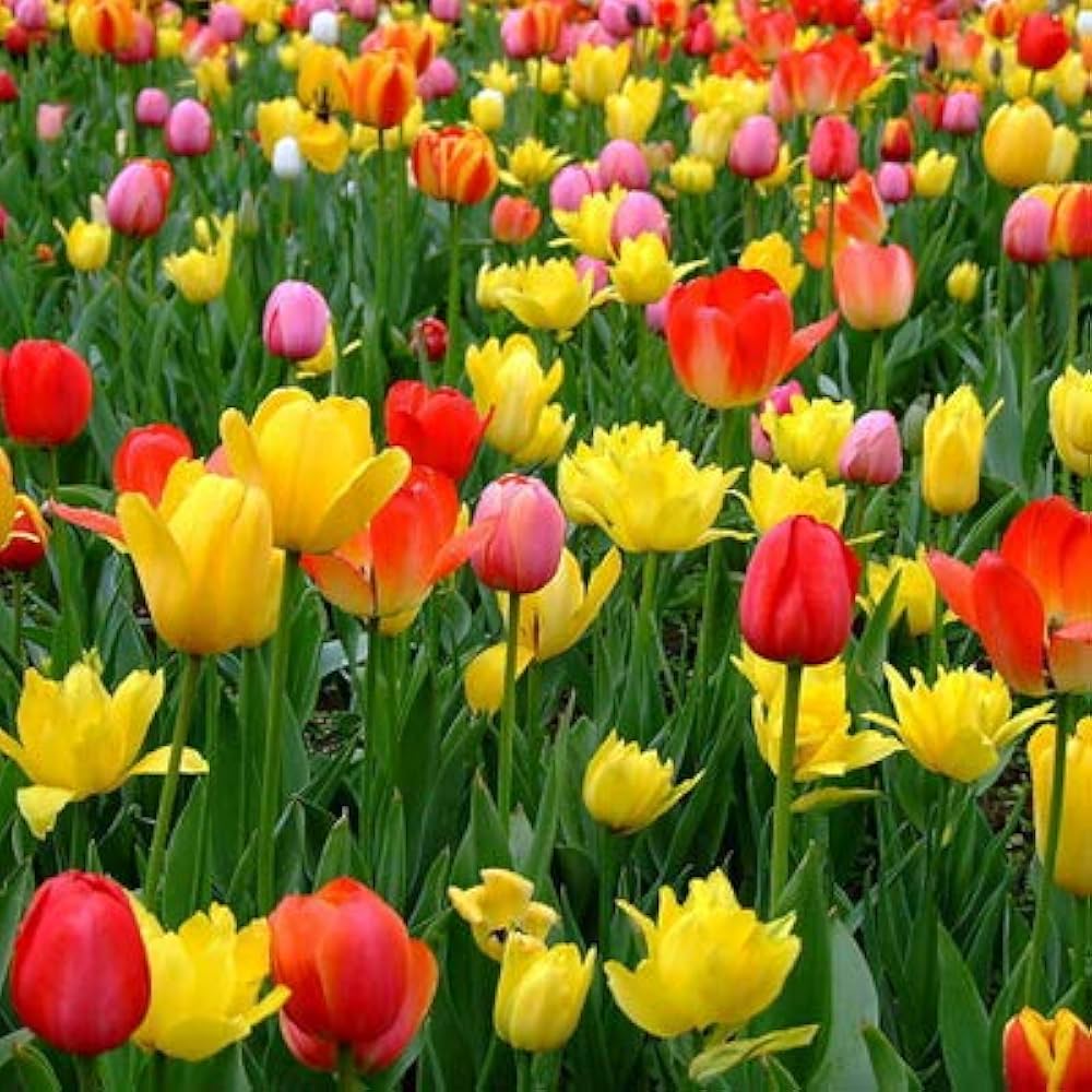 Rainbow Tulip Flower seeds for Planting Premium Quality Heirloom & GMO Free Seeds for Home Garden