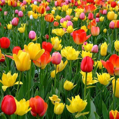 Rainbow Tulip Flower seeds for Planting Premium Quality Heirloom & GMO Free Seeds for Home Garden