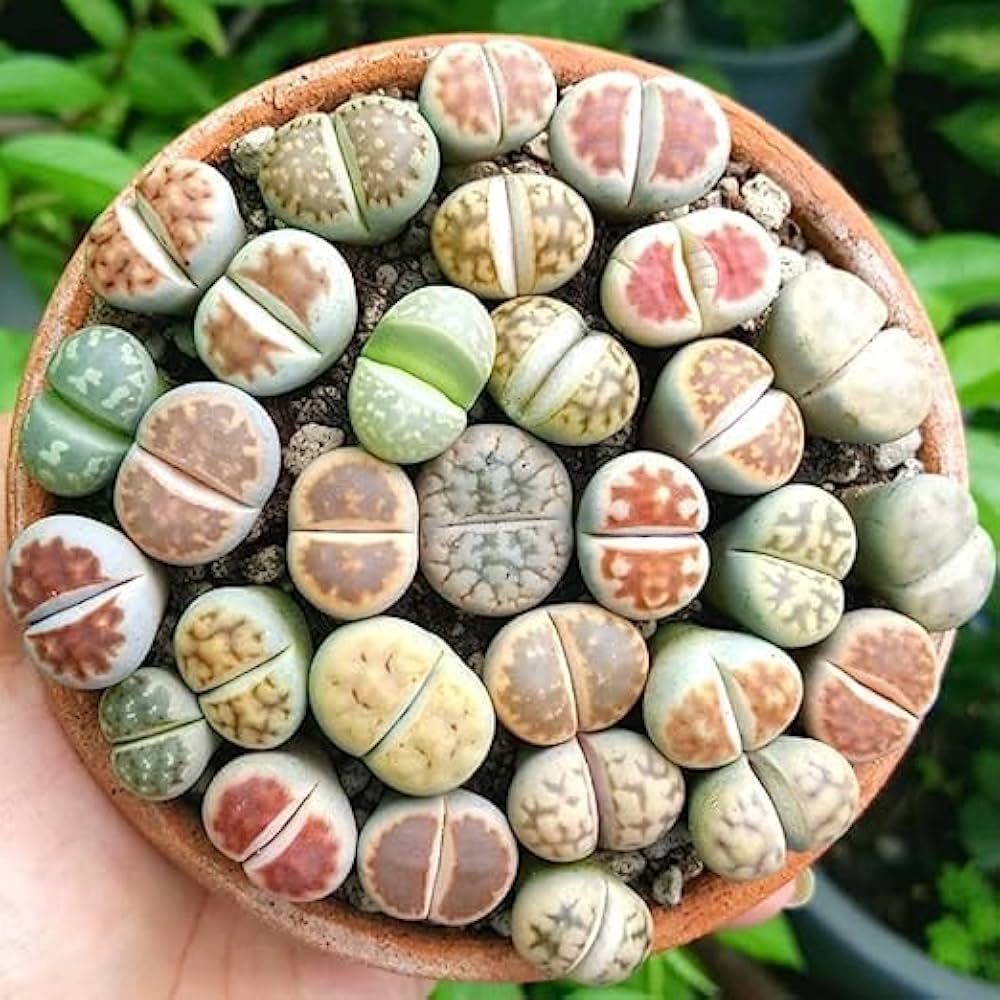 Lithops Succulent Flower seeds for Planting - Sun Loving, Heirloom & GMO Free Seeds for Home Garden