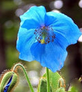Fresh Meconopsis Flower seeds for Planting Premium Quality, Heirloom & GMO Free Seeds for Home Garden seeds for planting