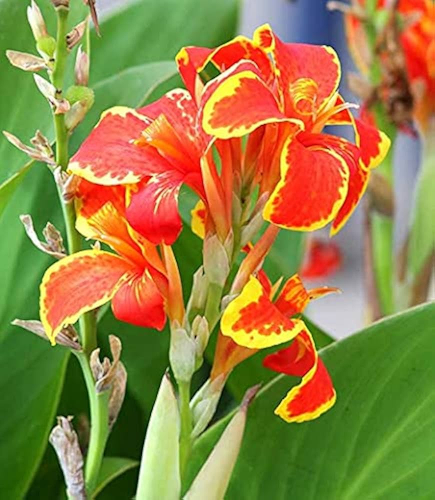 Canna Lily Flower seeds for Planting - Shade Tolerant, Heirloom & GMO Free Seeds for Home Garden
 
 Sale