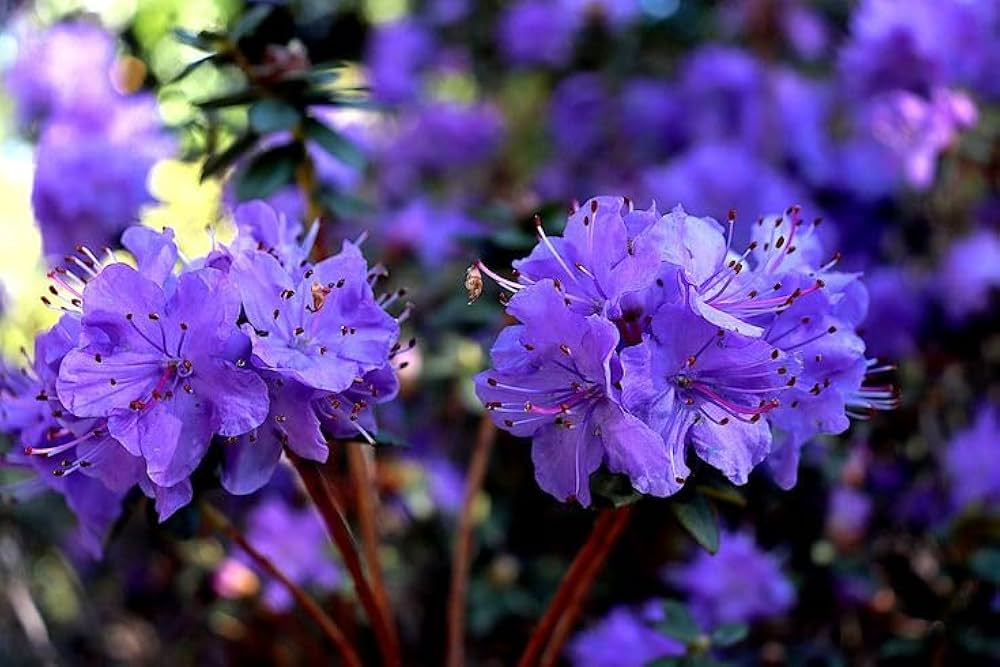 Purple Azalea Flower seeds for Planting Easy to Grow, Heirloom & GMO Free Seeds for Home Garden vegetable and garden seeds