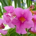 Pink Incarvillea Flower seeds for Planting Low Maintenance, Heirloom & GMO Free Seeds for Home Garden seeds for planting