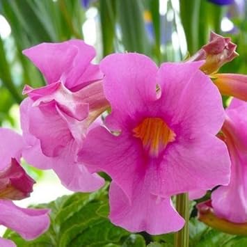 Pink Incarvillea Flower seeds for Planting Low Maintenance, Heirloom & GMO Free Seeds for Home Garden seeds for planting