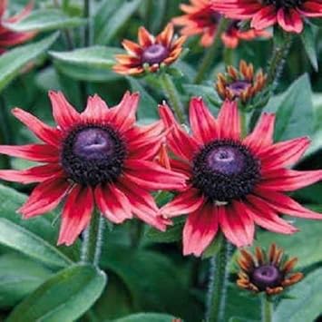 Red Rudbeckia Flower seeds for Planting Compact Growth, Heirloom & GMO Free Seeds for Home Garden seeds for planting