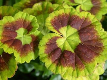 Green Geranium Flower seeds for Planting Colorful Display, Heirloom & GMO Free Seeds for Home Garden vegetable and garden seeds