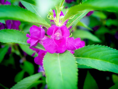 Balsam Camellia Flower seeds for Planting Cut Flower Favorite Heirloom & GMO Free Seeds for Home Garden