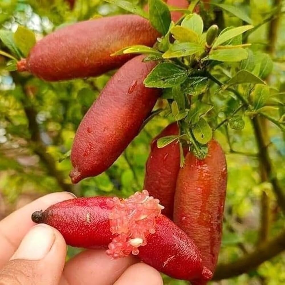 Bliss Finger Lime Seeds for Planting in Citrus Gardens