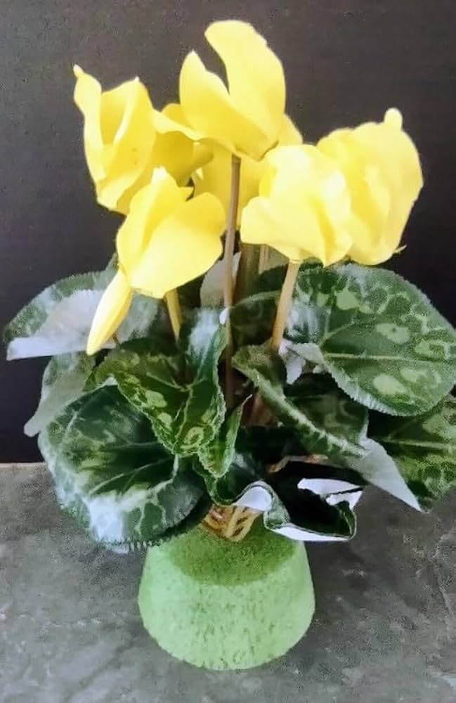 Light Yellow Cyclamen Flower seeds for Planting Long Bloom Season, Heirloom & GMO Free Seeds for Home Garden seeds for planting