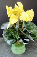 Light Yellow Cyclamen Flower seeds for Planting Long Bloom Season, Heirloom & GMO Free Seeds for Home Garden seeds for planting