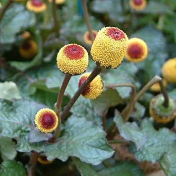 Yellow Spilanthes Flower seeds for Planting Colorful Display, Heirloom & GMO Free Seeds for Home Garden seeds for planting
