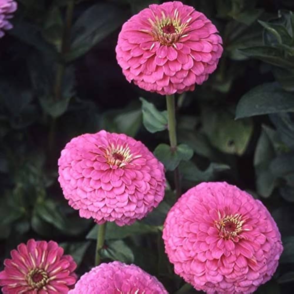 Premium Zinnia Flower seeds for Planting Perfect for Borders, Heirloom & GMO Free Seeds for Home Garden seeds