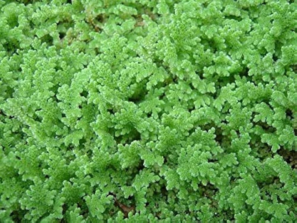 Gray Crested Fern Flower seeds for Planting Premium Quality, Heirloom & GMO Free Seeds for Home Garden vegetable and garden seeds