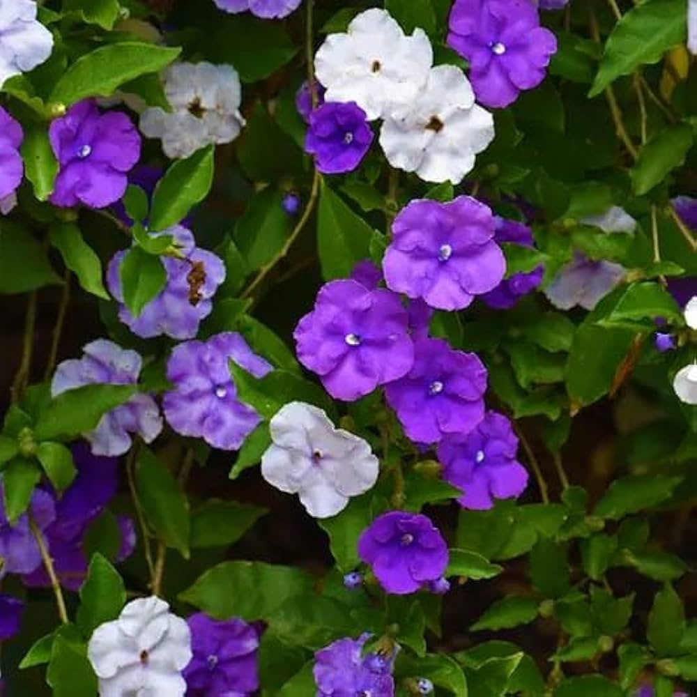 Brunfelsia Flower seeds for Planting Perfect for Borders Heirloom & GMO Free Seeds for Home Garden