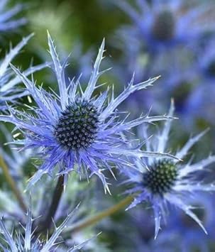 Blue Holly Eryngium Flower seeds for Planting Long Bloom Season, Heirloom & GMO Free Seeds for Home Garden seeds for planting