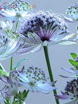 Blue Astrantia Flower seeds for Planting Pollinator Friendly, Heirloom & GMO Free Seeds for Home Garden vegetable and garden seeds