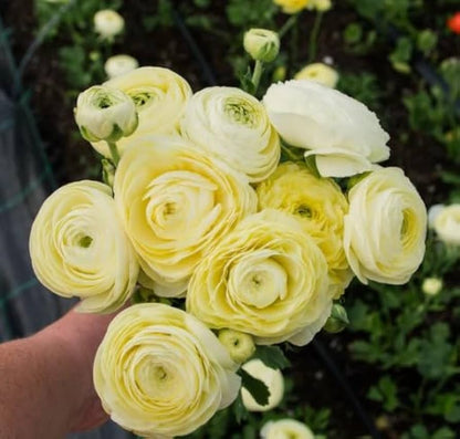 Yellow Ranunculus Flower seeds for Planting Shade Tolerant Heirloom & GMO Free Seeds for Home Garden