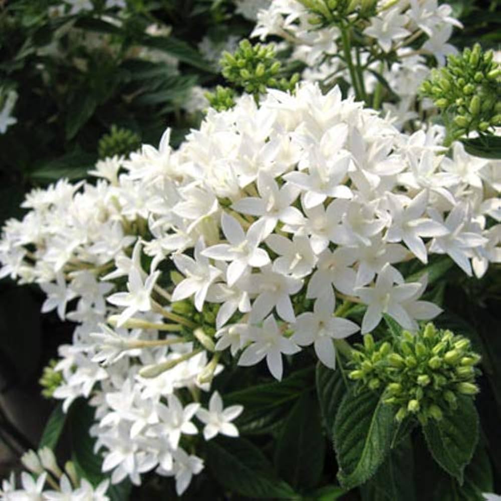 Pelleted Flower seeds for Planting Seasonal Bloomer Heirloom & GMO Free Seeds for Home Garden