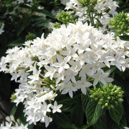 Pelleted Flower seeds for Planting Seasonal Bloomer Heirloom & GMO Free Seeds for Home Garden