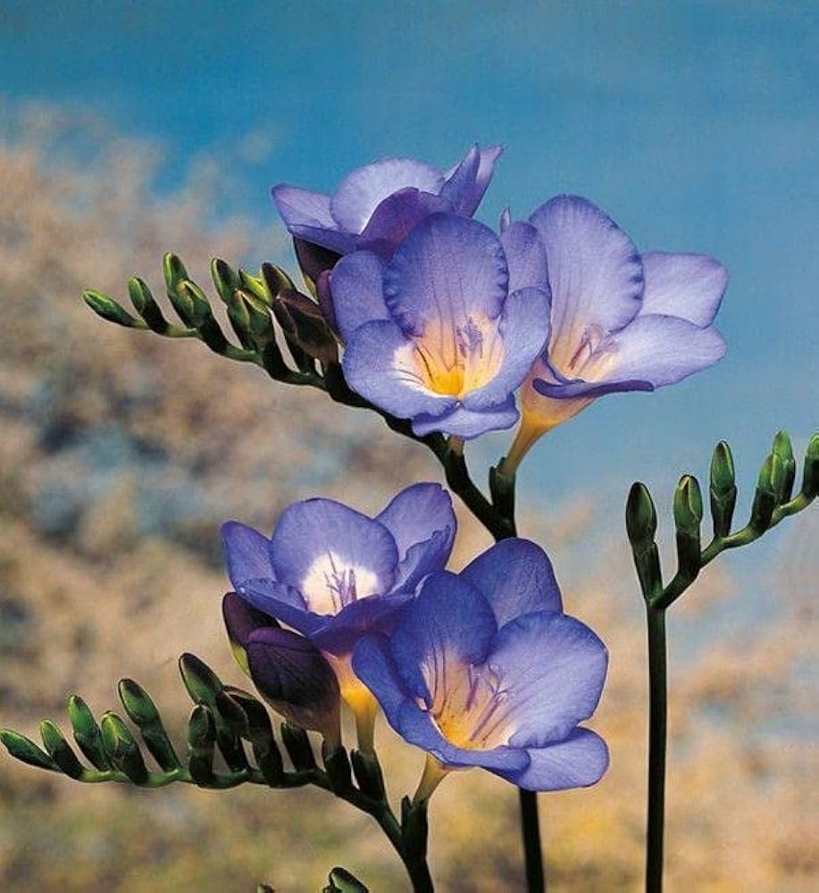 Lavender Freesia Flower seeds for Planting Pollinator Friendly, Heirloom & GMO Free Seeds for Home Garden vegetable and garden seeds