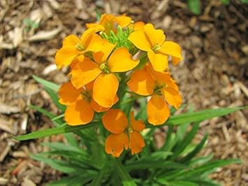 High quality Orange Siberian Flower seeds for Planting Bright Blooms, Heirloom & GMO Free Seeds for Home Garden seeds pack