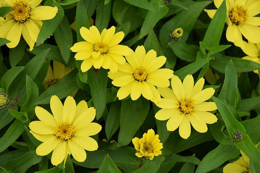 Yellow Profusion Flower seeds for Planting Shade Tolerant, Heirloom & GMO Free Seeds for Home Garden seeds for planting