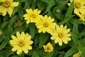 Yellow Profusion Flower seeds for Planting Shade Tolerant, Heirloom & GMO Free Seeds for Home Garden seeds for planting