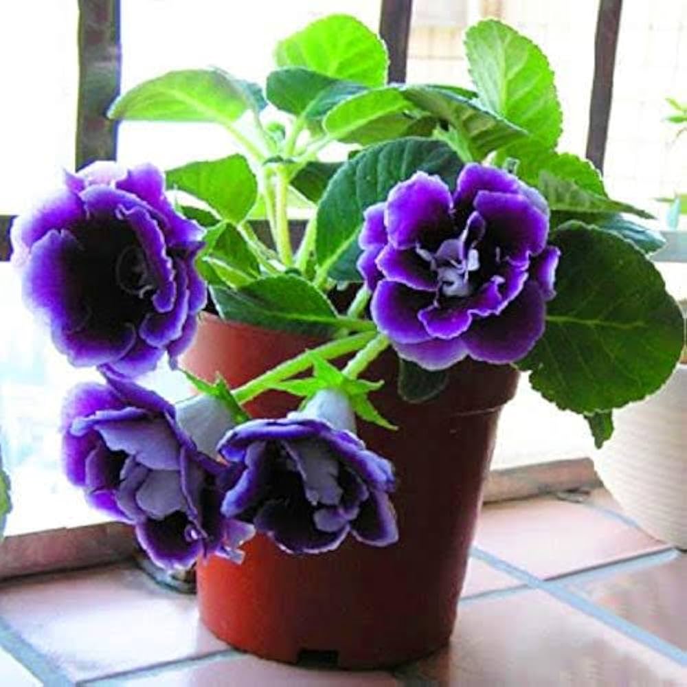 Thick Blue Gloxinia Flower seeds for Planting Compact Growth, Heirloom & GMO Free Seeds for Home Garden vegetable and garden seeds