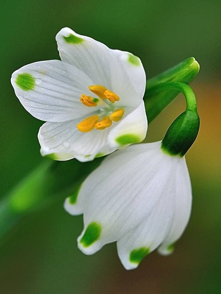 Snowdrop Bulbs Flower seeds for Planting Fragrant Blossoms, Heirloom & GMO Free Seeds for Home Garden vegetable and garden seeds