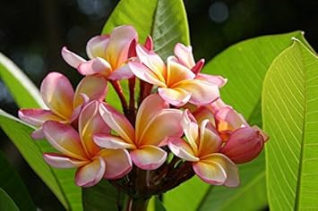 High quality Pink & Yellow Egg Flower seeds for Planting Low Maintenance, Heirloom & GMO Free Seeds for Home Garden seeds pack