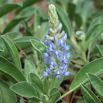 Sky Blue Lupine Flower seeds for Planting Seasonal Bloomer, Heirloom & GMO Free Seeds for Home Garden seeds for planting