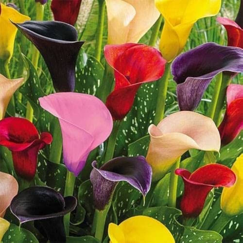 Calle Flower seeds for Planting Compact Growth, Heirloom & GMO Free Seeds for Home Garden seeds for planting