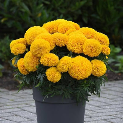 Heirloom Marigold Flower seeds for Planting Premium Quality Heirloom & GMO Free Seeds for Home Garden