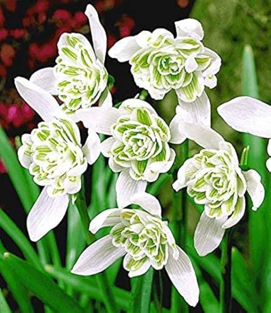 Rare Scented Snowdrops (Galanthus nivalis 'Flore Pleno') Flower seeds for Planting Garden Favorite, Heirloom & GMO Free Seeds for Home Garden seeds for planting