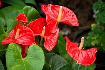 Anthurium Flower seeds for Planting Compact Growth Heirloom & GMO Free Seeds for Home Garden 
 
 Sale for planting in home garden
