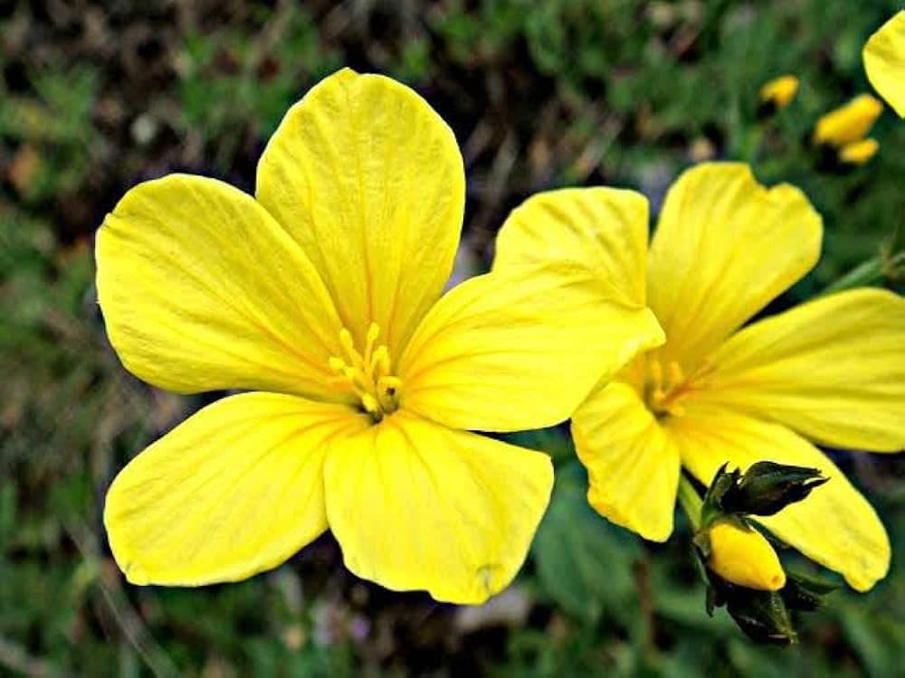 Yellow Flax Hybrid Flower seeds for Planting Premium Quality, Heirloom & GMO Free Seeds for Home Garden vegetable and garden seeds