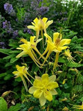 Akelei Pflanze Flower seeds for Planting Sun Loving, Heirloom & GMO Free Seeds for Home Garden seeds for planting