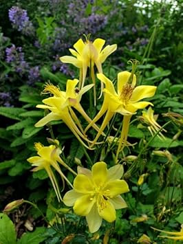 Akelei Pflanze Flower seeds for Planting Sun Loving, Heirloom & GMO Free Seeds for Home Garden seeds for planting