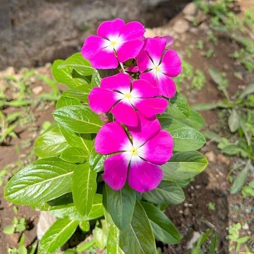 Pink Vinca Rosea Flower seeds for Planting Shade Tolerant, Heirloom & GMO Free Seeds for Home Garden vegetable and garden seeds