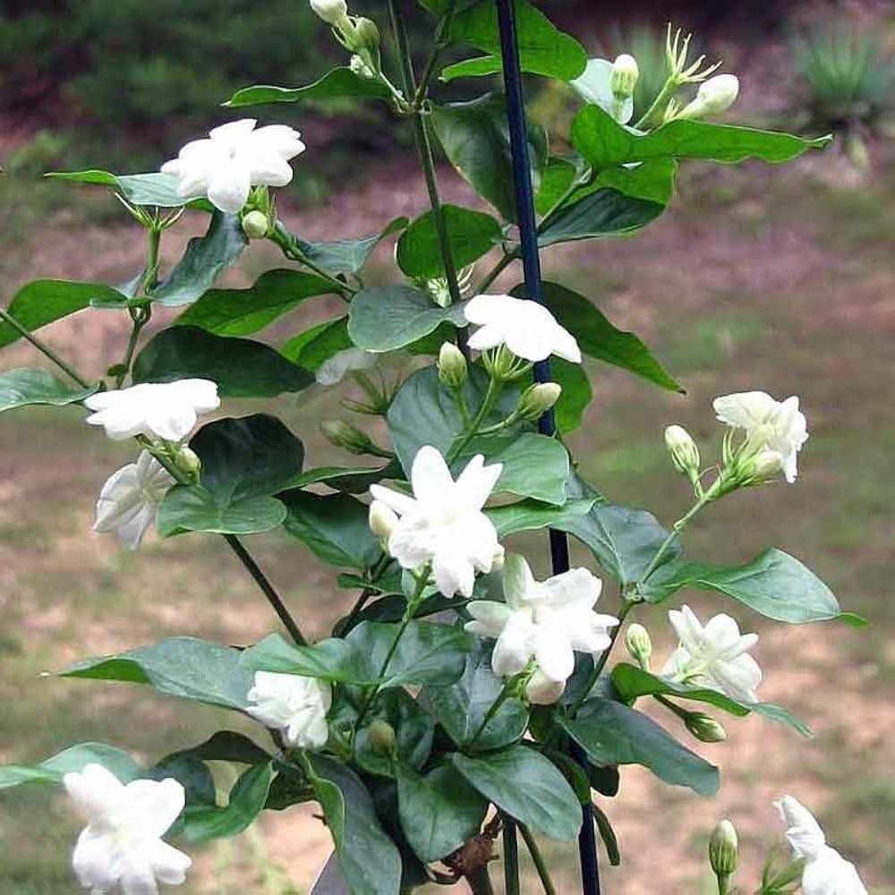 Premium Loroco Flower seeds for Planting Hardy Variety, Heirloom & GMO Free Seeds for Home Garden seeds