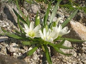 Premium White Nevadensis Flower seeds for Planting Colorful Display, Heirloom & GMO Free Seeds for Home Garden seeds