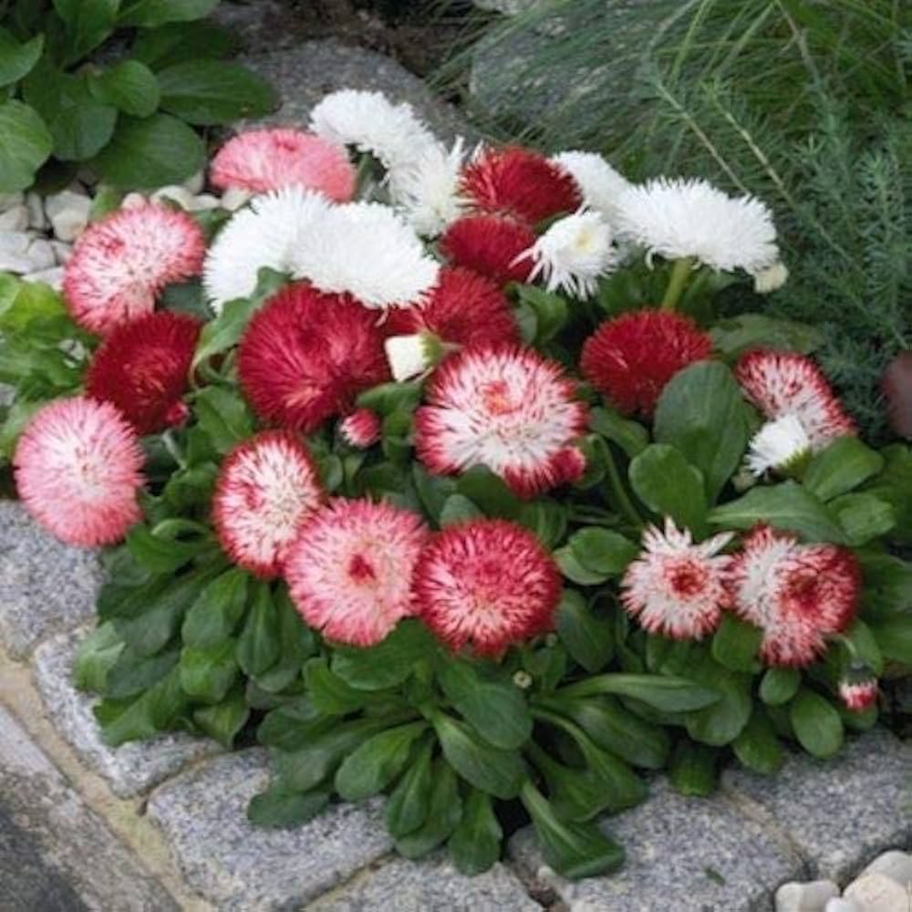 Leucanthemum Shasta Flower seeds for Planting Seasonal Bloomer, Heirloom & GMO Free Seeds for Home Garden vegetable and garden seeds